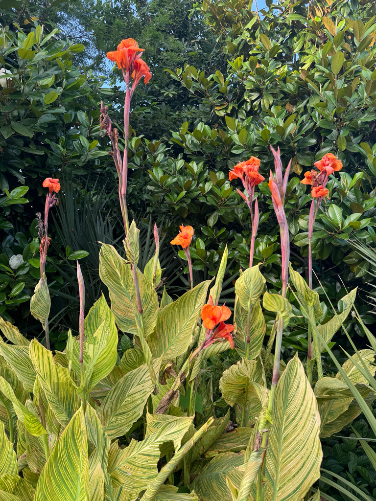Canna Bengal Tiger