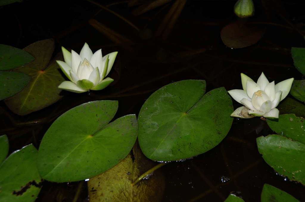 Lemon Chiffon Water Lily - Photo 3