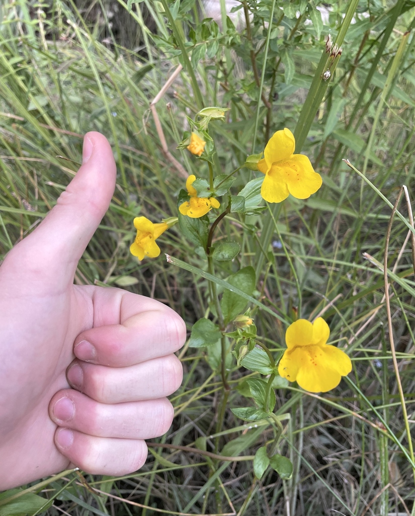 Monkey Flower