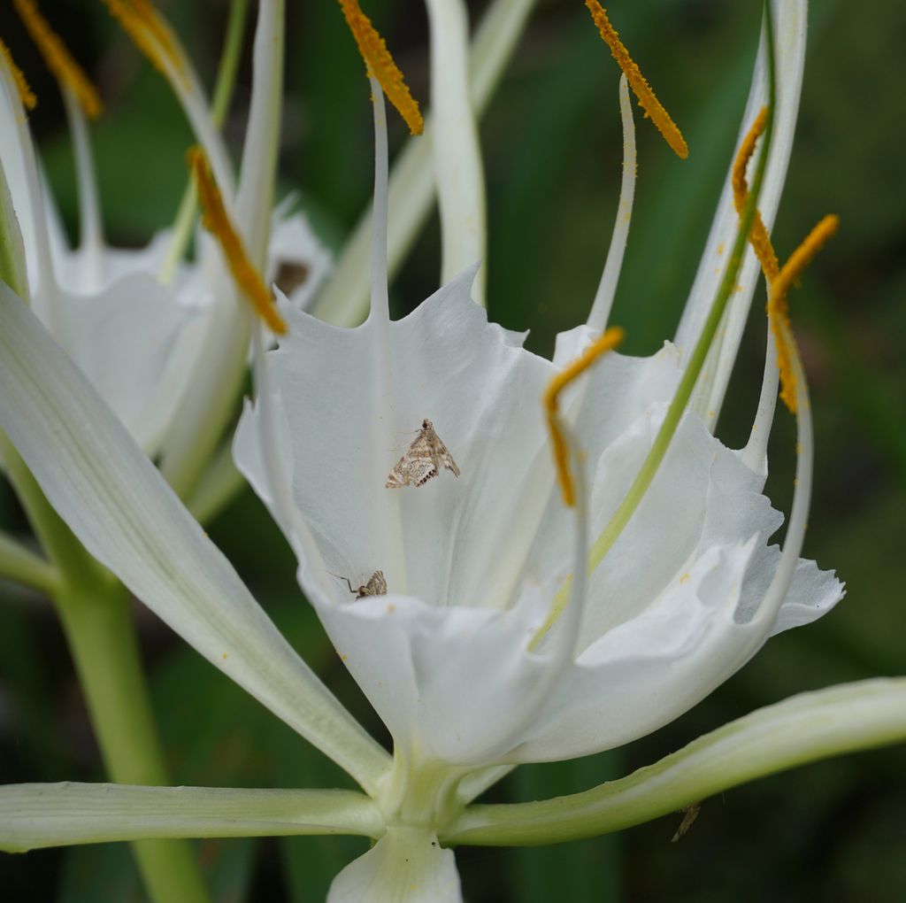 Spider Lily